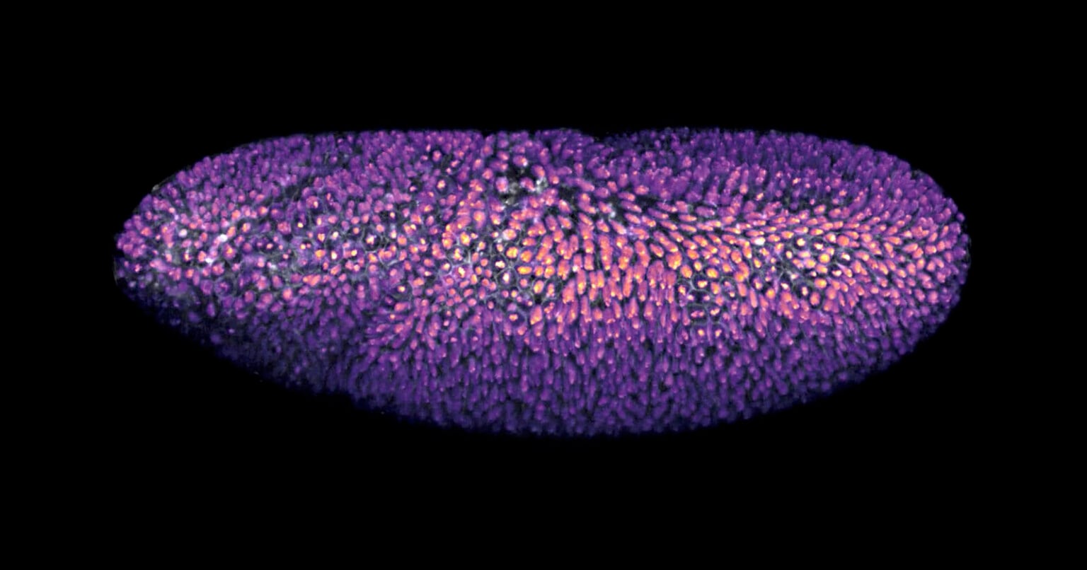 Nikon Disqualifies Winner of Small World in Motion Competition for ...