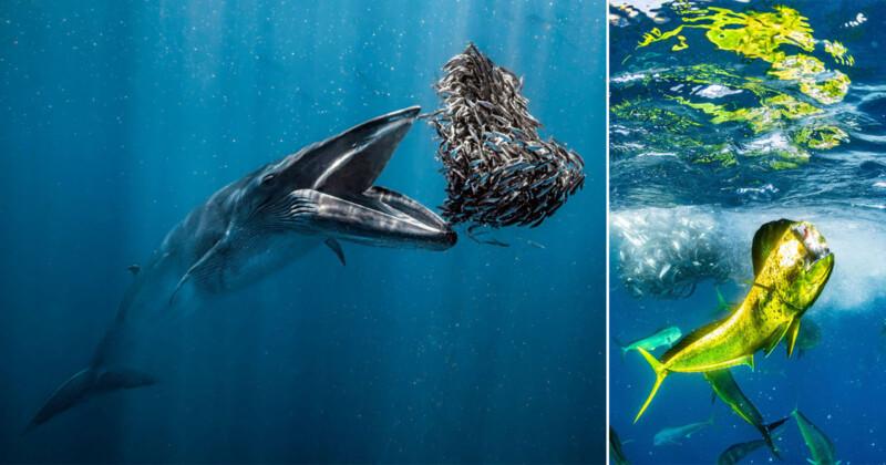 The image depicts an underwater scene divided into two parts. On the left, a whale opens its mouth wide to consume a large school of fish. On the right, a vibrant yellow-green fish swims near the surface of the water, lit by sunlight filtering through.