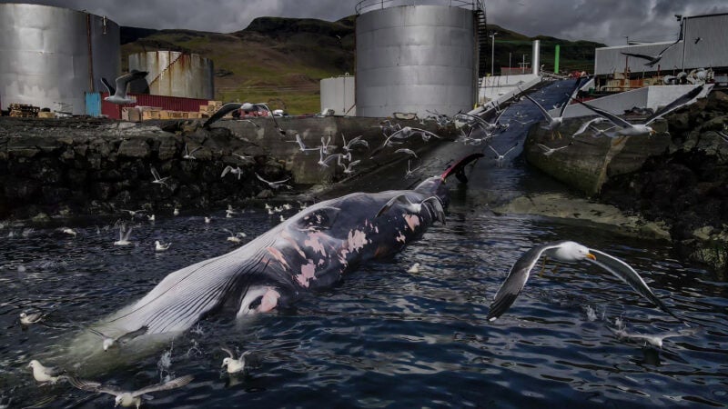 A large whale carcass floats in a harbor surrounded by seagulls. Industrial buildings and storage tanks are visible in the background. The scene is overcast, with dark clouds looming above. The water is dark and murky, reflecting the somber atmosphere.