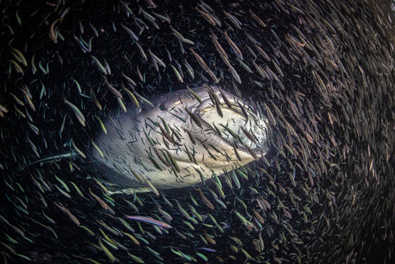 Underwater shot of a large whale shark swimming among a dense school of small fish. The fish surround the whale shark, creating a dynamic and swirling pattern. The scene captures the movement and interaction between the large predator and its smaller companions.