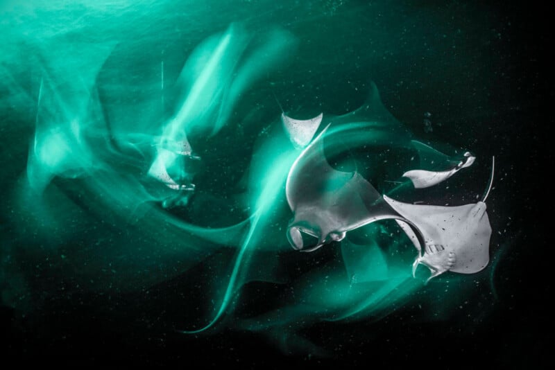 A mesmerizing underwater scene showcases graceful manta rays swimming in a dark teal-green ocean. Their fluid movements create ethereal, ghostly shapes and light trails, resembling a dance in the deep, dark waters.