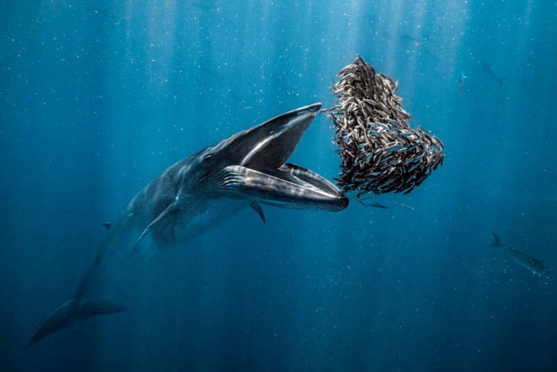 A large whale swimming underwater with its mouth open wide, approaching a dense, swirling school of small fish. Sunlight filters through the water, illuminating the scene with a blue hue.