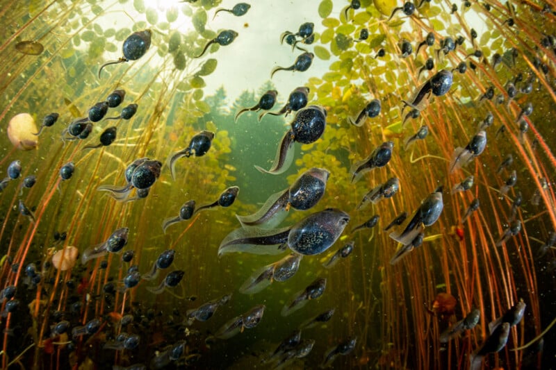 Underwater scene with numerous small fish swimming among tall, thin aquatic plants. The water is clear with sunlight filtering through, illuminating the vibrant green and orange hues of the plants. The fish have dark, shiny bodies with blue and purple iridescent accents.