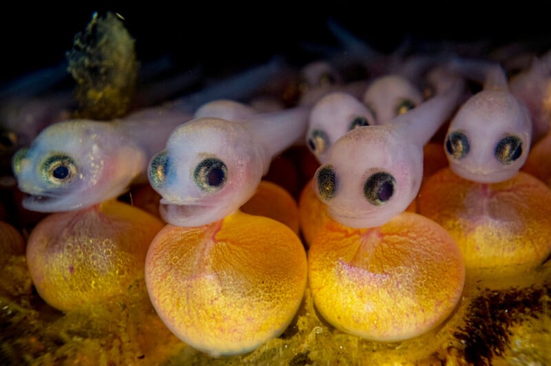 Close-up of several recently hatched fish larvae with large eyes and translucent bodies, attached to their yellowish egg sacs. The larvae are clustered together in a dark underwater environment, with some slightly blurred in the background.