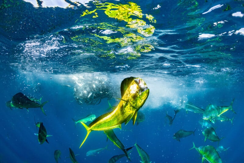 An underwater scene featuring a vibrant yellowish-green fish swimming close to the surface, with ripples and reflections from sunlight overhead. Several other fish are visible in the background, amidst clear blue water.