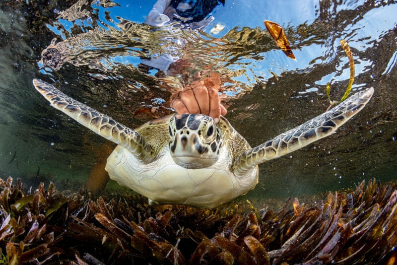 A person guides a sea turtle through shallow water, with the turtle's front flippers extended wide. The clear water reveals underwater vegetation, and the surface above is slightly reflective, capturing a dynamic scene of human interaction with marine life.