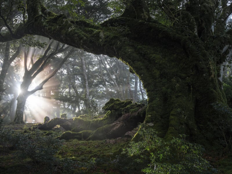 A large, ancient tree with a massive, moss-covered trunk arches over the ground in a dense, misty forest. Sunlight breaks through the canopy, casting rays and creating a serene atmosphere. Lush green foliage and undergrowth surround the scene.