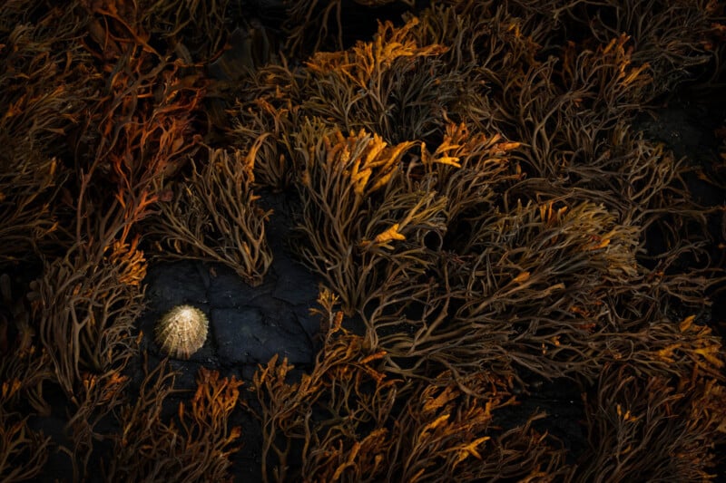 A close-up image of dark brown and yellow seaweed on a rocky surface. In the lower left quadrant, there's a single white sea urchin nestled among the seaweed. The lighting creates a dramatic contrast between the seaweed and the rock.