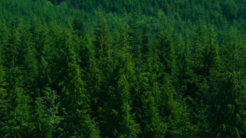 An expansive forest of dense, lush evergreen trees under bright daylight, showcasing the rich and varied shades of green. The canopy forms a thick, continuous layer with an occasional glimpse of the forest floor.