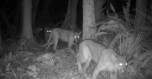 trail camera rare florida panther