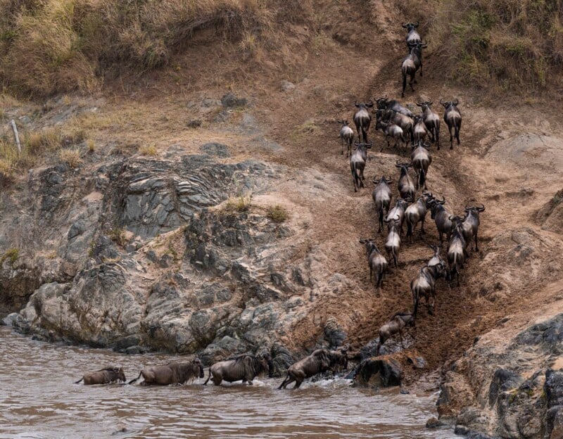 A group of wildebeest running down a rocky slope into a river. The front of the herd has already entered the water, while others follow closely behind. The scene captures the animals crossing the challenging and steep terrain.