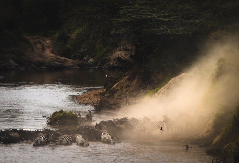 A herd of zebras crosses a river with steep banks, kicking up a cloud of dust. The scene is set against a backdrop of dense vegetation and a dusty path on the right leading down to the water. The image captures the dynamic movement and chaos of the crossing.