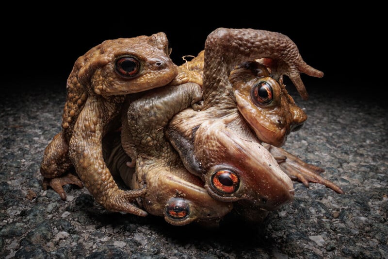 A group of toads is piled on top of each other on a textured, dark surface. Their eyes are prominently red, and their skin appears bumpy and textured. The image focuses on the unique positioning and detail of the toads' features.