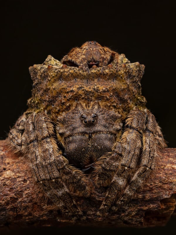 Close-up of a mossy leaf-tailed gecko camouflaged on a branch. Its textured skin mimics tree bark with rough, lichen-like patterns. The gecko's eyes are slightly visible, contributing to its natural disguise against the dark background.