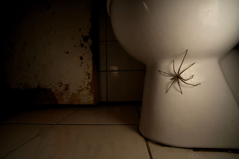 A large spider with long legs clings to the side of a white toilet bowl against a dimly lit bathroom wall. The scene gives an eerie, unsettling atmosphere.