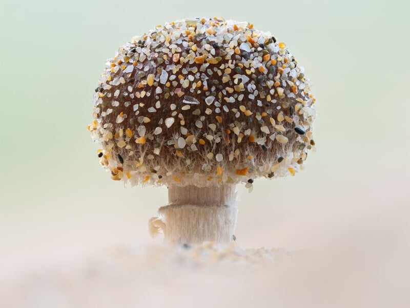 A small mushroom covered with tiny grains of colorful sand on its cap stands against a soft green and beige background, creating a whimsical, earthy scene.