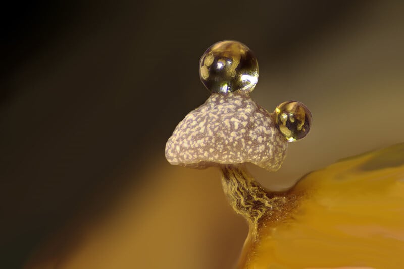 Close-up of a tiny mushroom with two glistening water droplets on its cap. The background is softly blurred in warm tones, highlighting the unique texture and delicate appearance of the mushroom.