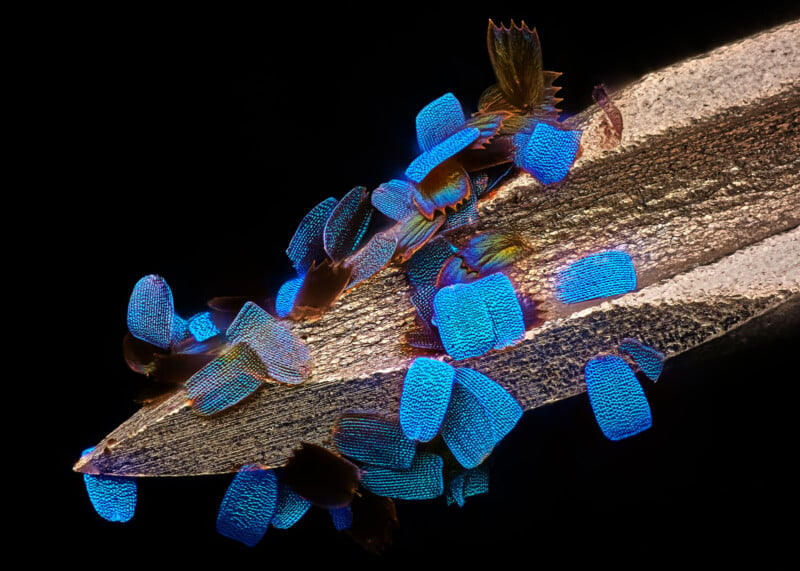 Close-up of a pencil tip showcasing vibrant blue scales from butterfly wings. The scales have a textured, grid-like appearance that contrasts with the smooth, brown pencil graphite. The background is dark, highlighting the bright blue color.