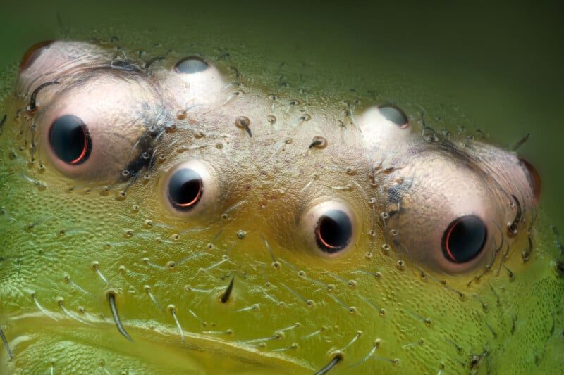 Close-up of a spider's eyes and head, showing multiple large, shiny eyes and tiny hairs on its greenish-brown skin. The image is highly detailed, highlighting the texture and surface features.