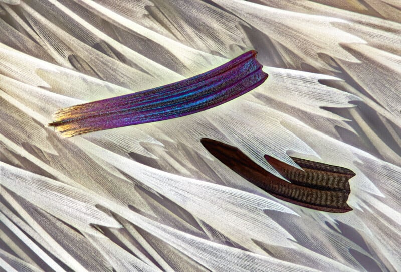 Close-up image of iridescent and dark abstract swirls resembling brushstrokes on a background of layered, feather-like textures in shades of white and gray. The composition has a dynamic flow with vivid highlights.