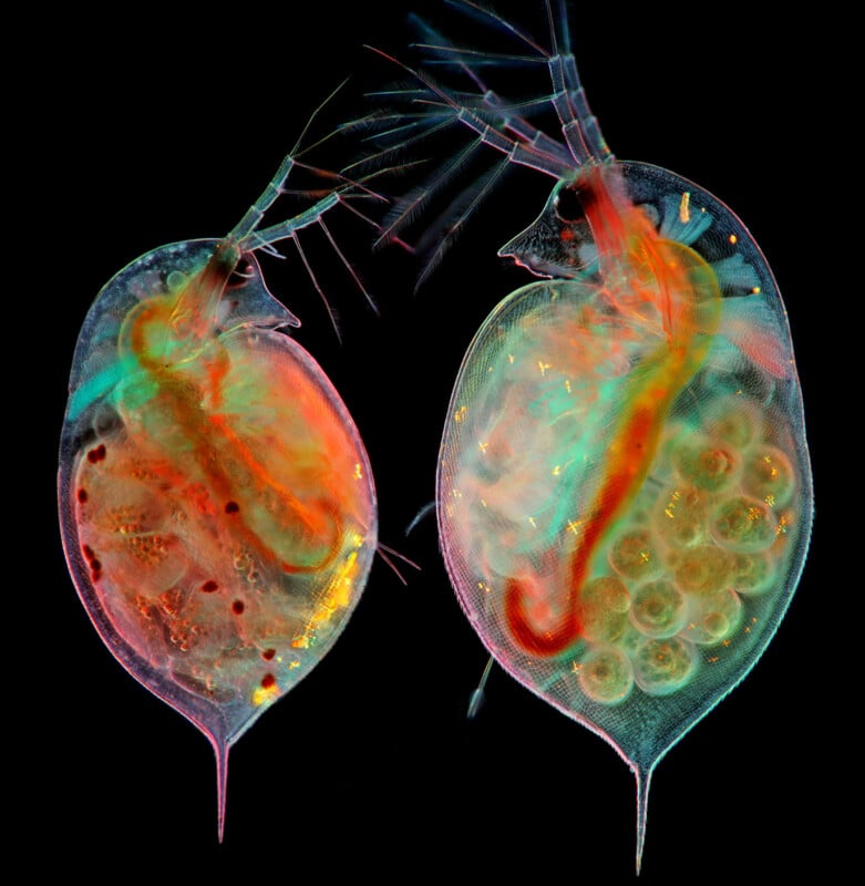 Close-up image of two translucent water fleas displaying internal structures. The vibrant colors highlight their antennae, digestive systems, and eggs. The background is black, emphasizing the intricate details of the organisms.