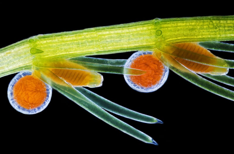 Close-up of a vibrant microscopic view depicting diatoms on a green algae strand. The image shows three bright orange, circular diatoms with intricate patterns, each encased in a translucent, cell-like structure against a black background.