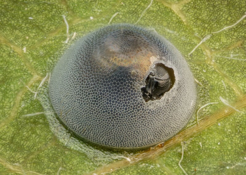 Close-up of an insect emerging from a circular, textured cocoon on a green leaf. The cocoon has a small hole with the insect partially visible inside, surrounded by fine leaf details.