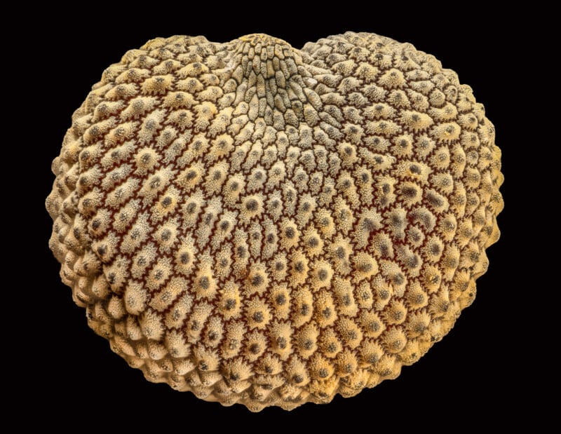 Close-up of a Heart Urchin showing intricate patterns and textures with reddish-brown and beige colors against a black background. The surface has a symmetrical, bumpy appearance with distinct, radial markings.