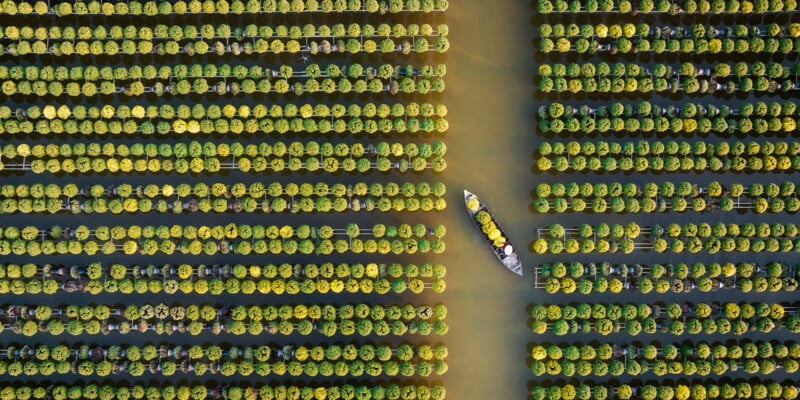 Aerial view of a boat navigating through a waterway surrounded by rows of yellow potted plants. The plants are arranged in a grid pattern on stilts above the water, creating a visually striking and orderly landscape.