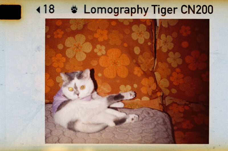 A cat with a white and gray coat is sitting playfully on its back on a floral patterned couch. The photo has a vintage film effect with the text "Lomography Tiger CN200" at the top.