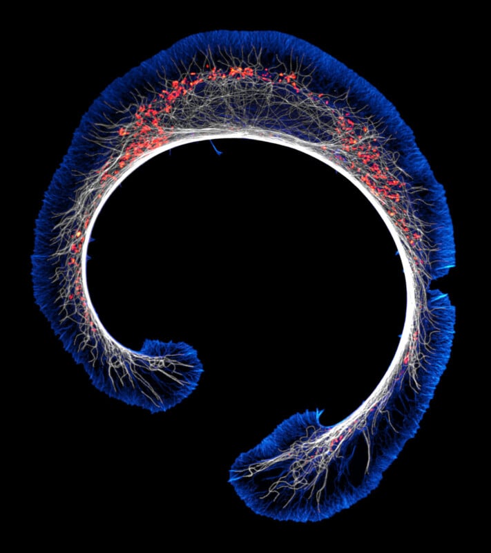 Abstract image of a curved, plant-like structure with vibrant blue filaments and red dots against a black background, resembling a delicate, artistic interpretation of coral or seaweed.