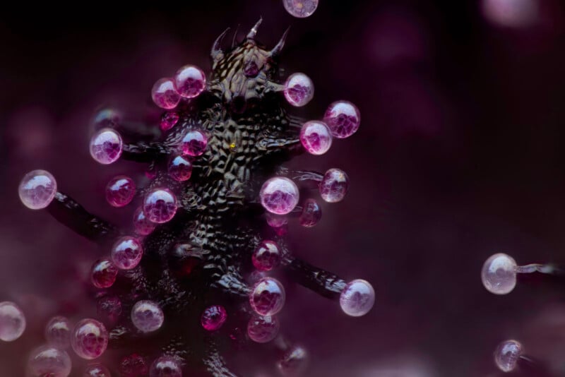 Close-up of a dark, spiky caterpillar covered in glistening, pink-tinted water droplets against a blurred dark background, creating a striking contrast and highlighting the intricate texture of its body.