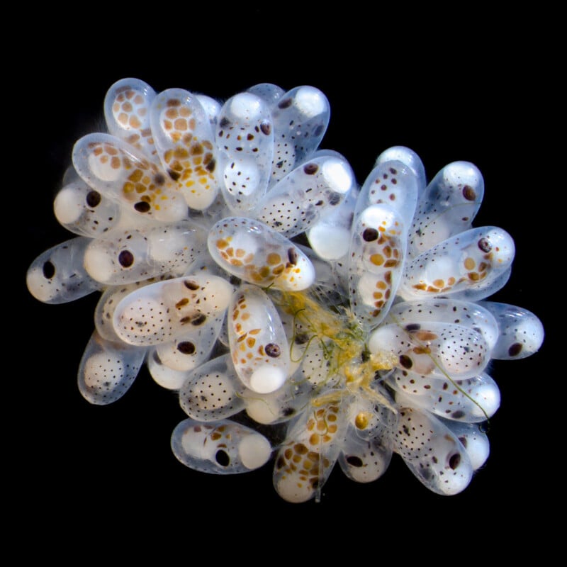 Close-up of translucent sea creature eggs with spotted patterns in varying shades of brown and orange. The group of eggs is clustered together against a black background, revealing intricate and delicate details.