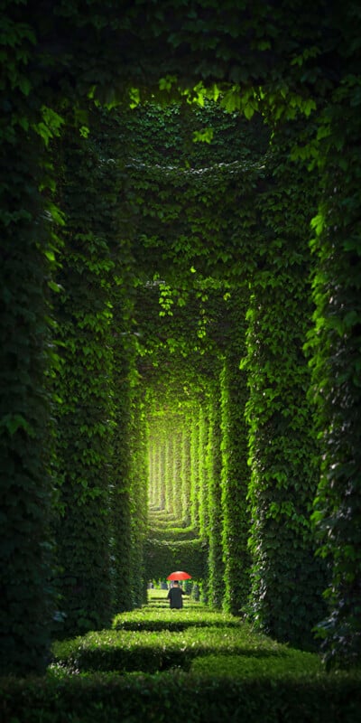 A person holding an orange umbrella walks down a long, leafy green tunnel created by an archway of dense, overgrown foliage. The lush greenery and repeating arches create a sense of depth and tranquility.