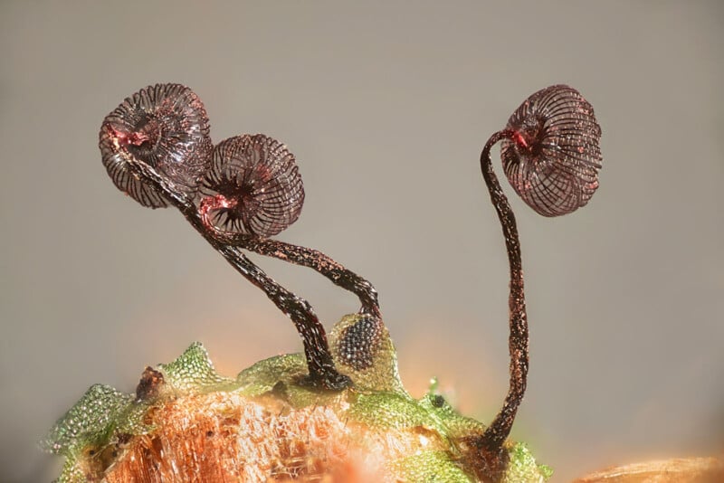 Close-up of delicate, intricate, wire-like botanical structures resembling flowers or fungi, with translucent mesh petals and slender, dark stems against a soft, neutral background.