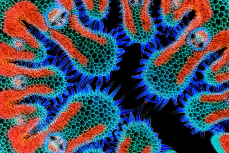 Microscopic close-up of a coral's surface, displaying intricate hexagonal patterns in vibrant blue with orange highlights and red-tipped polyps, set against a dark background.