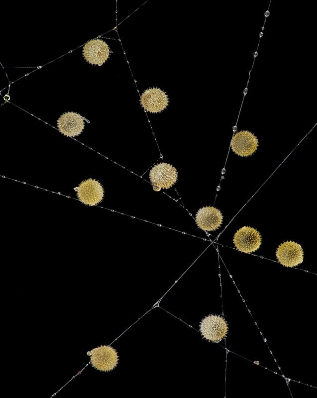 Close-up of a spider web against a black background, adorned with numerous round, spiky seed pods and droplets of water, creating a geometric and artistic pattern.