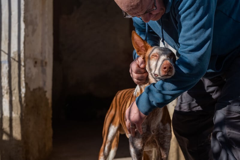 A person in a blue jacket gently caresses a brown and white dog with large ears in a sunlit area, casting soft shadows on the wall. The dog's eyes are closed, appearing to enjoy the attention.