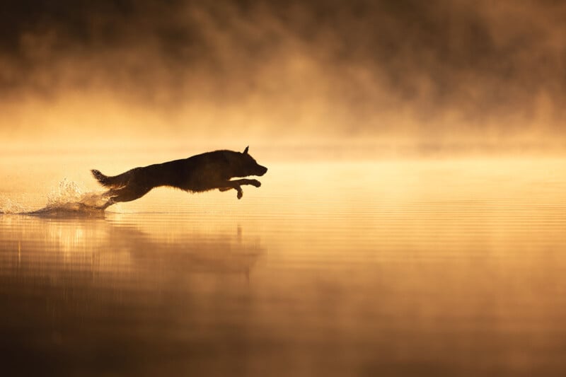 Silhouetted dog leaping through shallow water at sunrise, creating splashes. The scene is bathed in golden light with a misty background, reflecting the dog's shape on the calm surface.