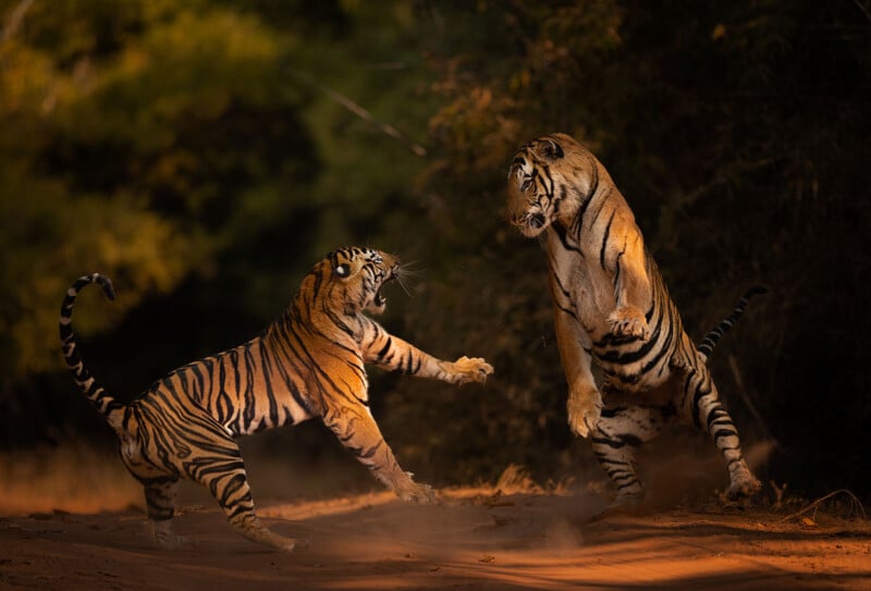 Two tigers engaged in an intense confrontation in a forested area. One tiger is leaping with its mouth open, while the other stands on its hind legs, ready to defend. Sunlight filters through the trees, highlighting their striking striped coats.