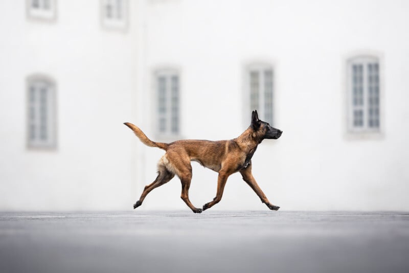 A brown and black dog with pointed ears is walking confidently on a smooth gray surface. The background is a white building with tall, narrow windows, giving a sense of spaciousness and simplicity.