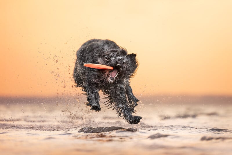 A black dog energetically leaps out of the water with a frisbee in its mouth against a warm, sunset backdrop. Water splashes around, capturing the dynamic motion of the play.