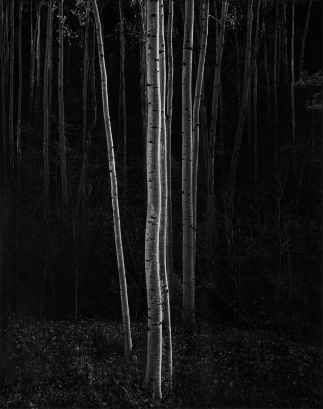 A black and white photograph depicts tall, slender aspen trees with light bark standing among darker, shadowy trees in a forest. The composition highlights the contrast between the bright trunks and the dark, dense background foliage.