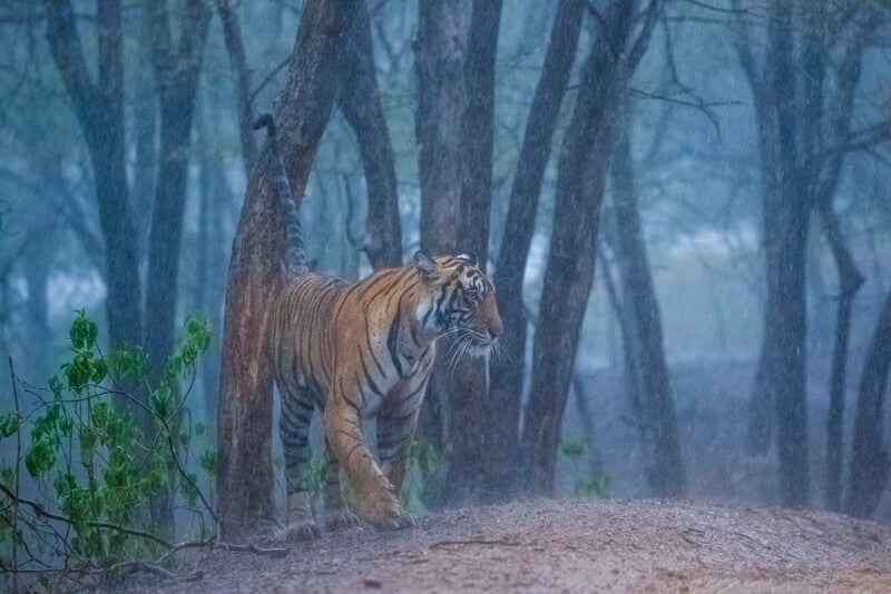 A tiger walks through a forest during a heavy rainstorm. The trees and ground are wet, and the tiger appears to be cautious as it navigates the misty environment.