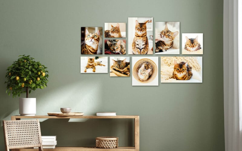 A living room with a green wall featuring a gallery of nine framed cat photographs. Below is a wooden shelf with stacked books, two bowls, a woven basket, and a potted plant with small yellow fruits. A white curtain is on the right.