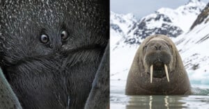 Left: Close-up of a spider's face with large eyes and hairy body. Right: Walrus in icy water with large tusks, snow-covered mountains in the background.