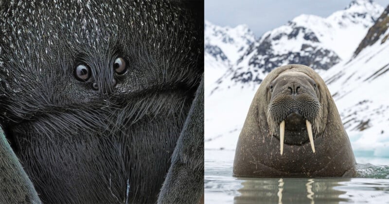  Walrus in icy water with large tusks, snow-covered mountains in the background.