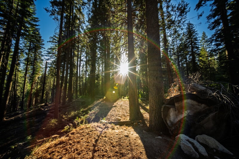 Sunlight streams through the tall pine trees in a forest, creating a visible lens flare rainbow. The ground is covered with fallen needles and a few rocks. The scene conveys a sense of tranquility and natural beauty.