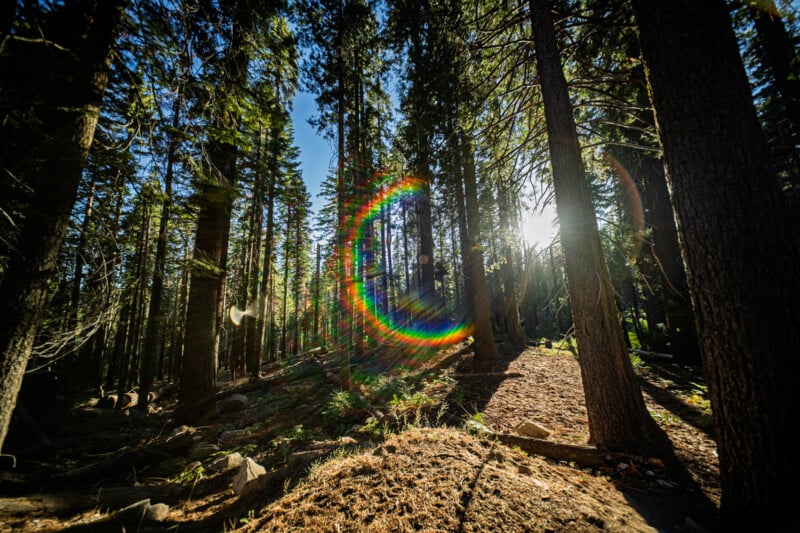 A sunlit forest with tall trees, casting long shadows on the ground. Sunlight creates a rainbow lens flare effect in the center of the image, adding vibrant colors amidst the greenery and brown foliage.