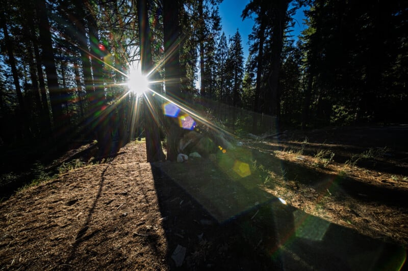 Sunlight streams through a dense forest, casting long shadows and creating a vibrant lens flare. Tall trees with rough bark and scattered leaves cover the forest floor, while the sun illuminates the scene from a low angle.